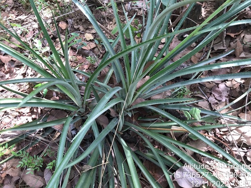 Ananas comosus