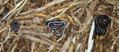 Leptotyphlops nigricans