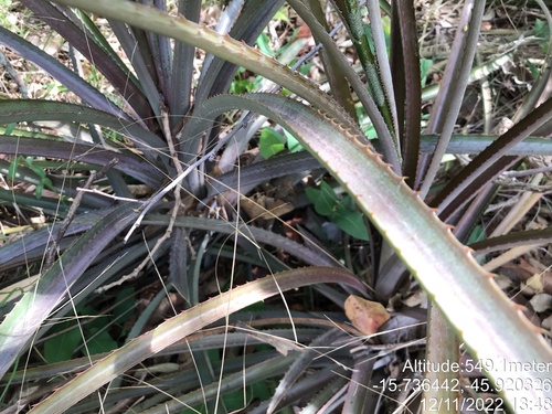 Ananas comosus