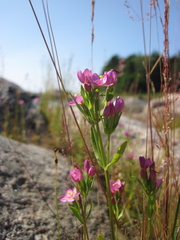 Centaurium littorale