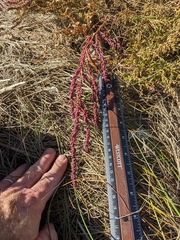 Suaeda calceoliformis