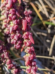 Suaeda calceoliformis