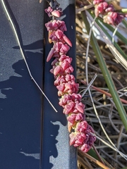 Suaeda calceoliformis