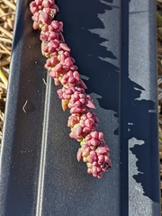 Suaeda calceoliformis