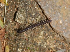 Chondromorpha xanthotricha