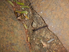 Chondromorpha xanthotricha