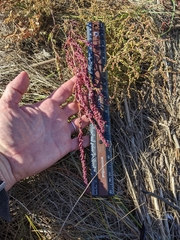 Suaeda calceoliformis