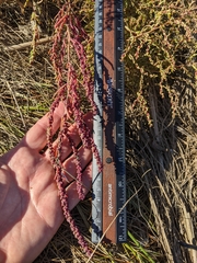 Suaeda calceoliformis