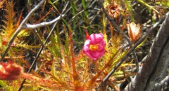 Roridula dentata