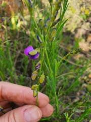 Polygala uncinata