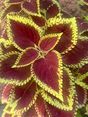 Coleus scutellarioides