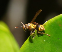 Ropalidia socialistica