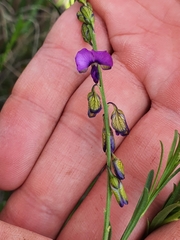Polygala uncinata