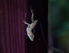 Anolis conspersus