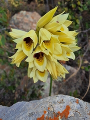 Eulophia welwitschii