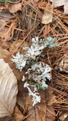 Platismatia tuckermanii