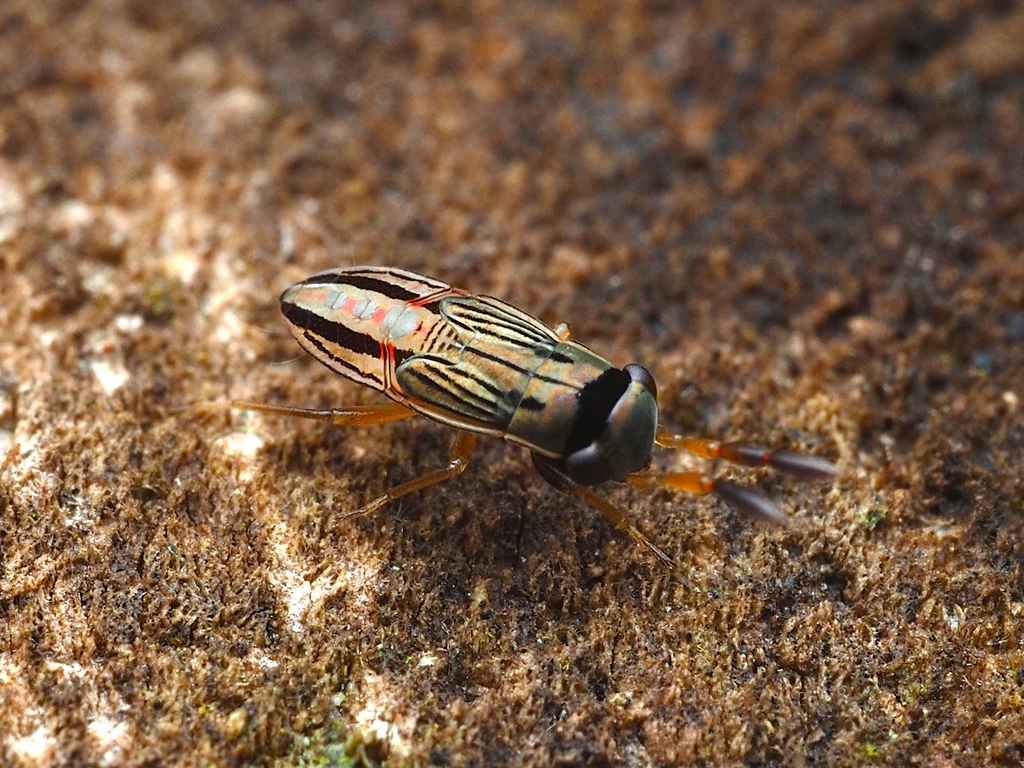 Appolonius Au Rath Appolonius from West, Singapore on October 16, 2022 at 04:19 PM by ...