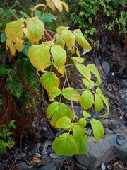 Rubus idaeus
