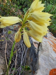 Eulophia welwitschii