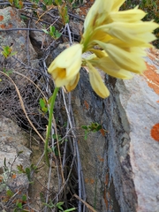 Eulophia welwitschii