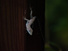 Anolis conspersus