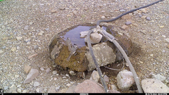 Baeolophus wollweberi