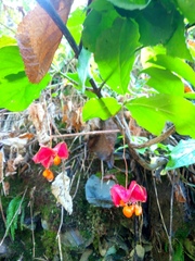 Euonymus