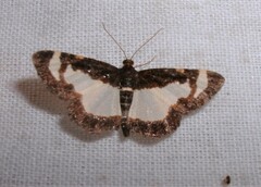 Heliomata cycladata