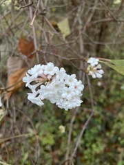 Viburnum farreri