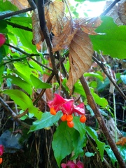 Euonymus