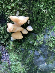 Climacocystis borealis