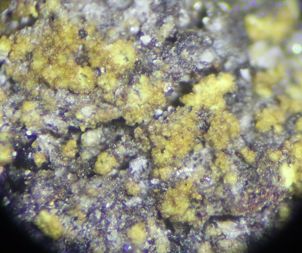 Frutidella furfuracea