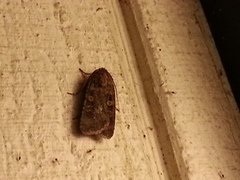 Noctuinae