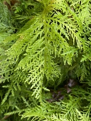 Thuidium tamariscinum