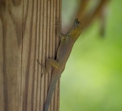 Anolis conspersus
