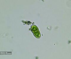 Desmidiaceae
