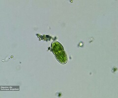 Desmidiaceae