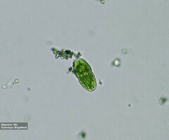 Desmidiaceae