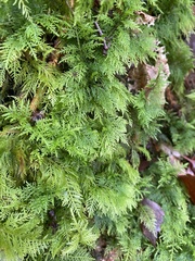 Thuidium tamariscinum