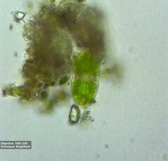 Desmidiaceae