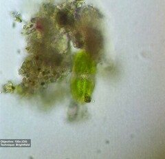 Desmidiaceae