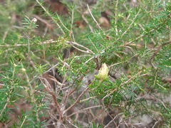 Erica arborea