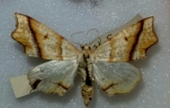 Plagodis phlogosaria