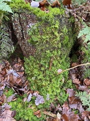Thuidium tamariscinum