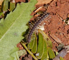 Chondromorpha xanthotricha