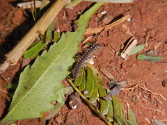 Chondromorpha xanthotricha