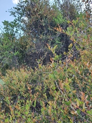 Ancylobothrys capensis