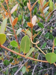 Ancylobothrys capensis