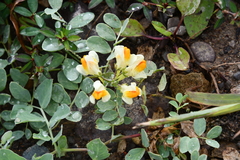 Linaria japonica