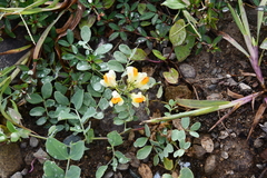 Linaria japonica